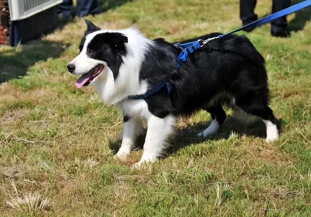 告诉你一个秘密：养狗，最好养边境牧羊犬