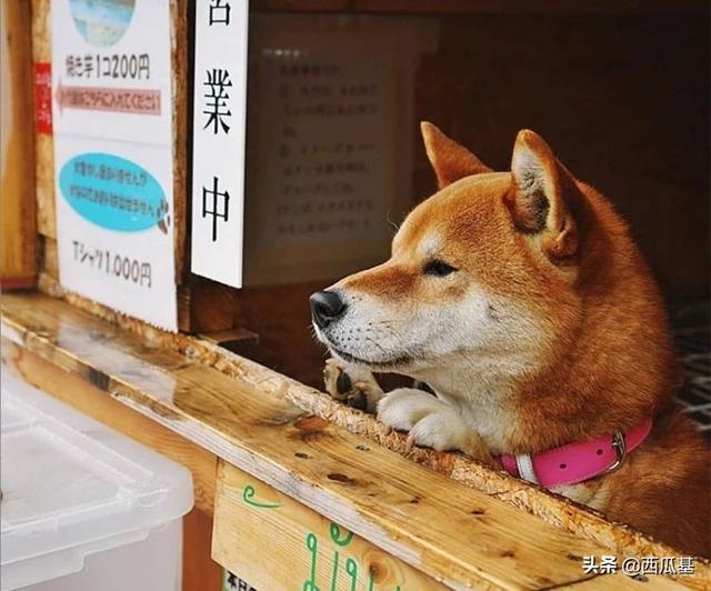 开店你可能真比不上狗，看看这三只柴犬如何当店老板