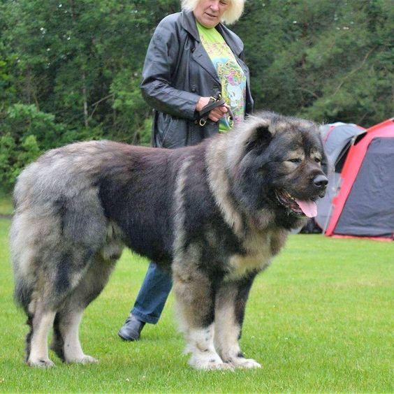 体型最大的狗狗之一，高加索犬，也是战斗民族喜欢养的彪悍土狗