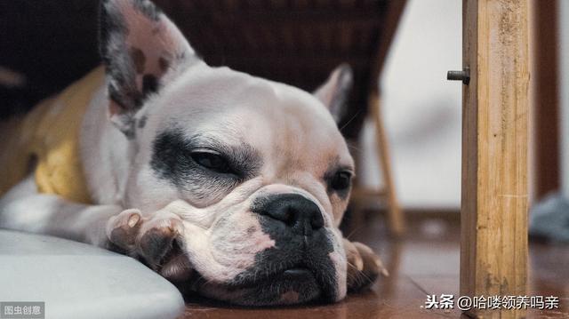 别被最好饲养的狗骗啦！养好法国斗牛犬，这些问题你注意到了吗？