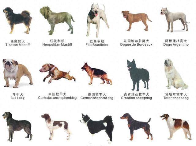 保护安全与和谐，苏州市禁养38种烈性犬！