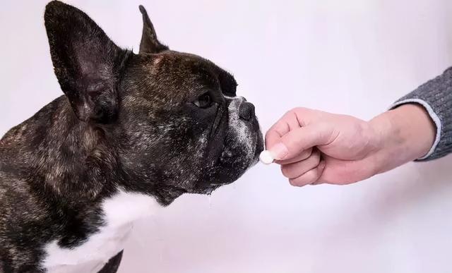 人犬易患的9大寄生虫，为了狗狗和家人的健康，一定要注意防治