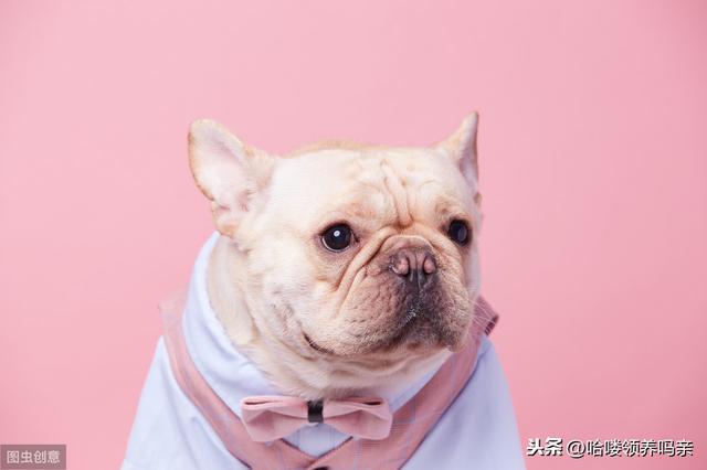 别被最好饲养的狗骗啦！养好法国斗牛犬，这些问题你注意到了吗？