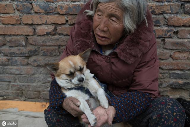 这8种狗狗超容易养，连老人家都能养，最后这种狗还很容易领养！