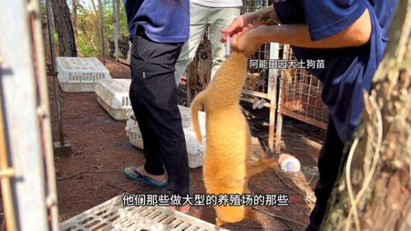 广西养肉狗场(广西纯种大骨架土狗苗，肉狗苗基地。#养狗经验分享)