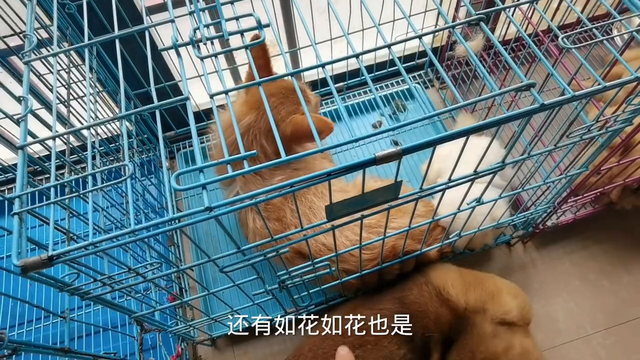 狗狗得了犬瘟热，到后期了有没有治疗的必要。#萌宠出道计划