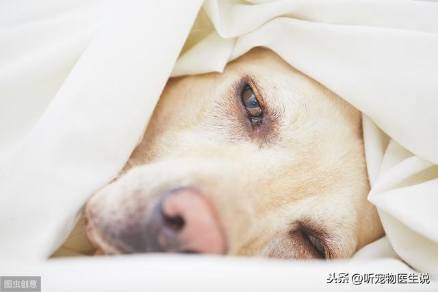 关于犬瘟热这种传染病，宠物医生想和主人谈谈它的危害和治疗方案