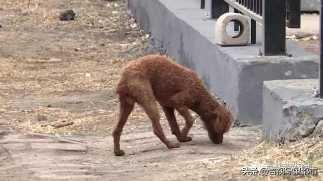 8月起《长春市养犬管理条例》实施，附《养犬证》网上办理指南