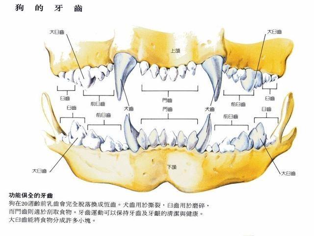 计算狗狗年龄你还用一乘七？专家给出换算公式！你家狗狗多少岁了