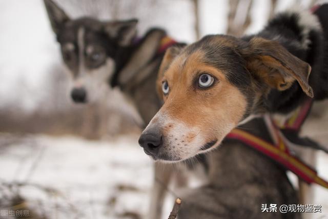 狗太大了拉不住怎么办