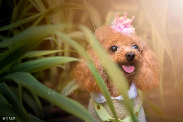 六种智商较高的小型犬，谁说只有大狗才聪明，小型犬可不会认输