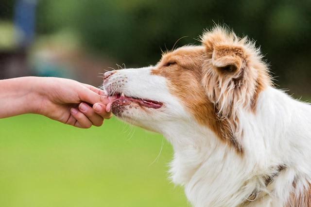 春季狗狗易伤人！专家：得了狂犬病没治，打疫苗很关键