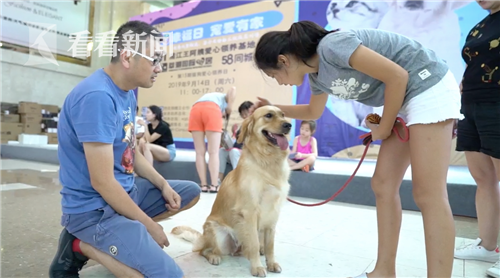 找到了！消失一年的“上海流浪狗基地”原来去了这里