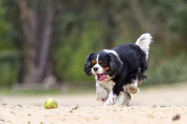 盘点“不易生病”的几种小型犬，家里养一只，少花不少钱