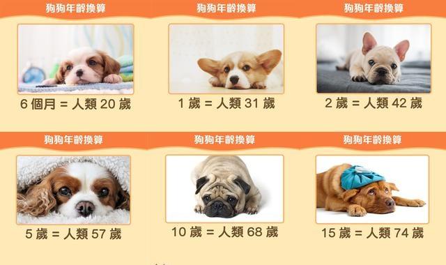 狗狗10个月大还是小奶狗？其实它已是成年汪啦！狗狗的年龄怎么算