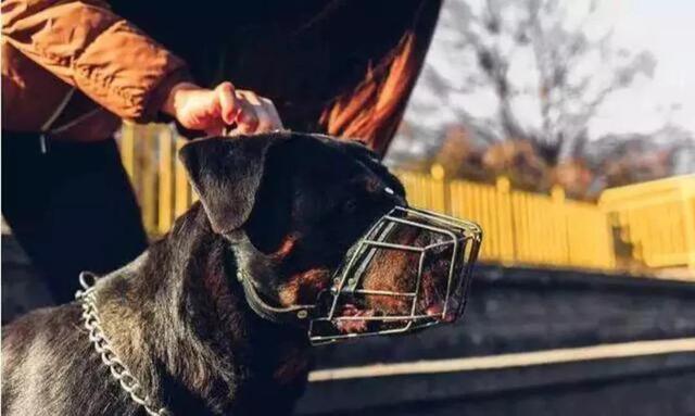 女生晚上吃烧烤专用犬