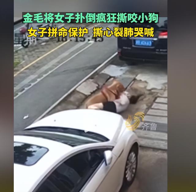 大型犬你敢养吗？到底应不应该禁止养大型犬？哪些狗不能养