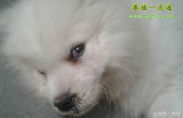 犬瘟热的病原、症状、预防与治疗，狗病防治