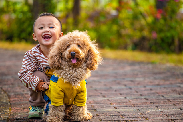 家有小孩子适合养什么狗，这些狗狗，可以考虑一下