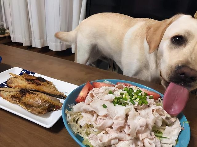 6种适合家庭的理想犬种，孩子的最佳伙伴！