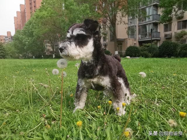 小区养狗的建议和想法，小区养狗要注意这几点，从自我做起