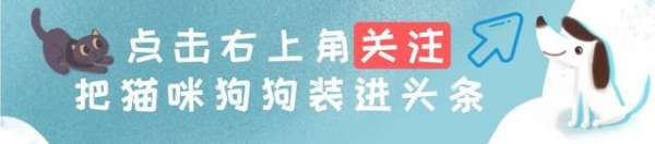 家里养狗有虱子怎么办(该如何避免狗狗感染跳蚤和螨虫？主人该如何应对，这又有什么危害)