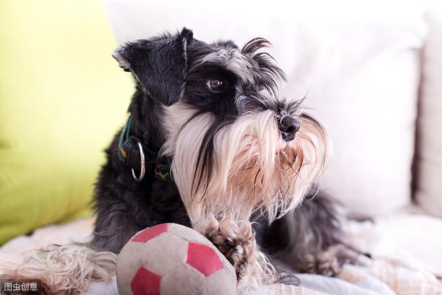 六种智商较高的小型犬，谁说只有大狗才聪明，小型犬可不会认输