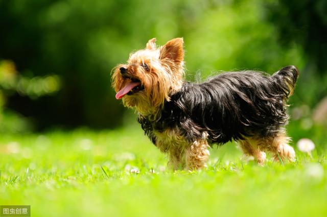 六种智商较高的小型犬，谁说只有大狗才聪明，小型犬可不会认输