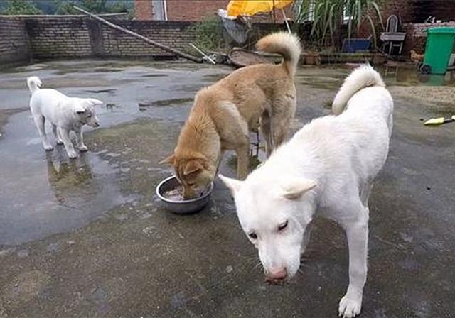 土狗并不老土，忠诚、适应能力很强，可是行走的历史活化石