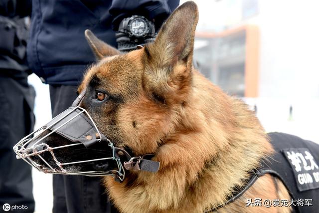 自己一个人晚上走夜路怕黑？不再犹豫，带着这几种狗你就无所畏惧