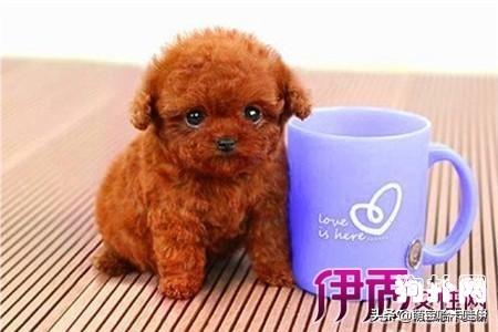 茶杯泰迪犬好不好养？怎么养？