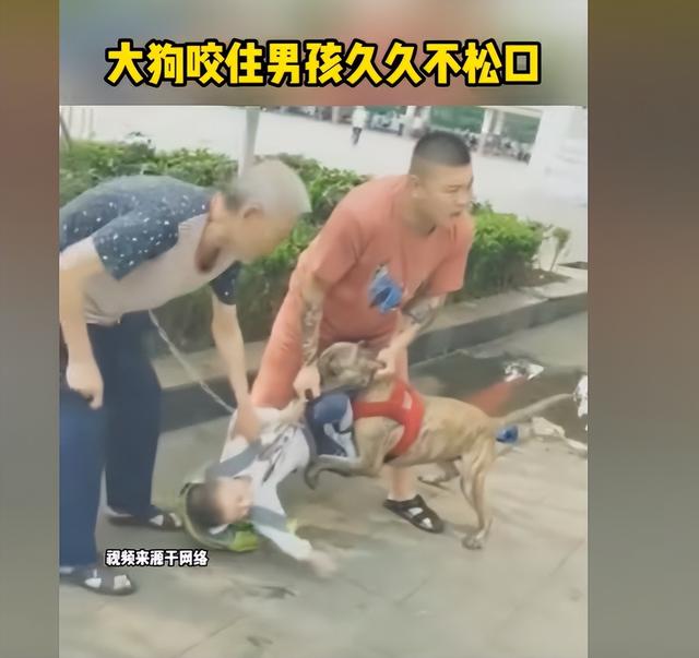 大型犬你敢养吗？到底应不应该禁止养大型犬？哪些狗不能养