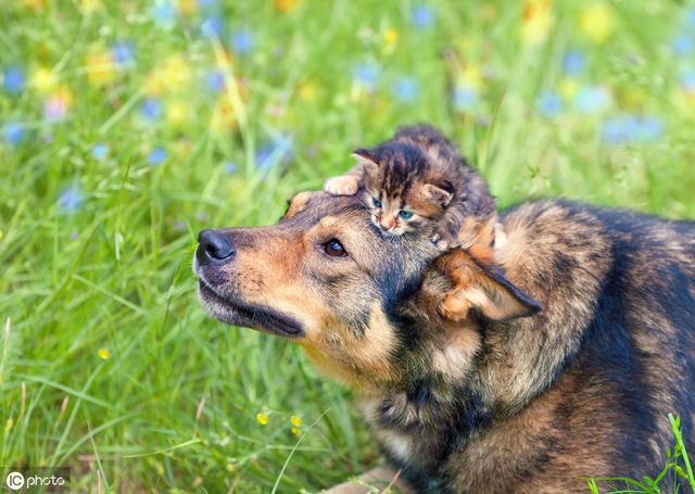 人生赢家就是要有狗又有猫！谁说猫狗不能混养，手把手教你怎么做