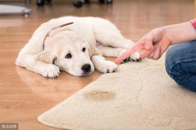 狗狗定点大小便总失败？究竟哪里出了问题？训犬师给这7个建议