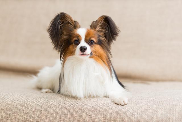 盘点敏捷性最好的十大犬种，用心培育，它们日后可能成为越障高手