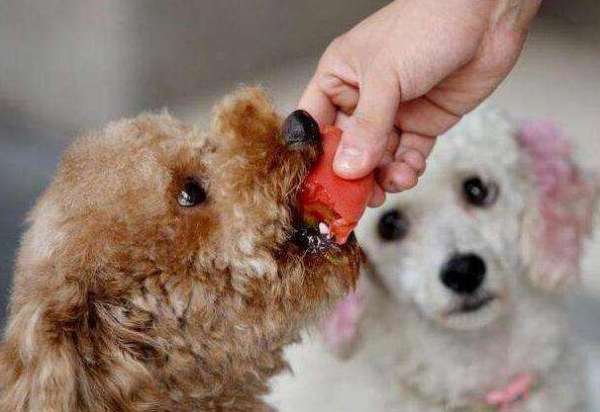 养狗场都给狗吃什么(狗狗饮食提醒：最适合狗狗吃的7种食物，你喂过几种？)