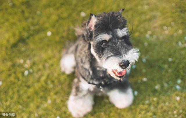 盘点“不易生病”的几种小型犬，家里养一只，少花不少钱