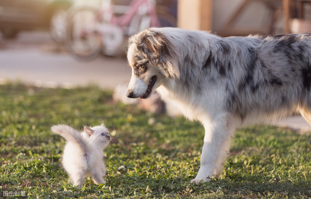 人生赢家就是要有狗又有猫！谁说猫狗不能混养，手把手教你怎么做