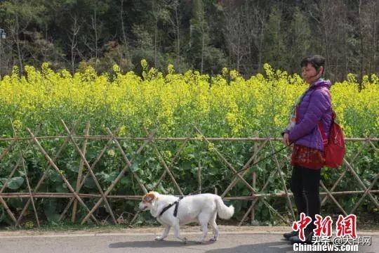 “最严养狗令”正式实施！违者，狗没收，人罚款