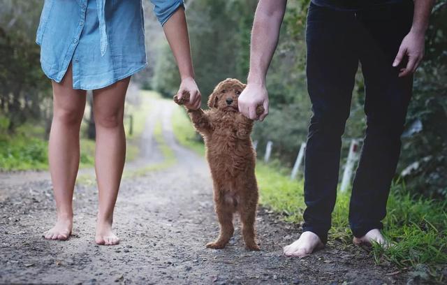 养猫的和养狗的，谁更有钱