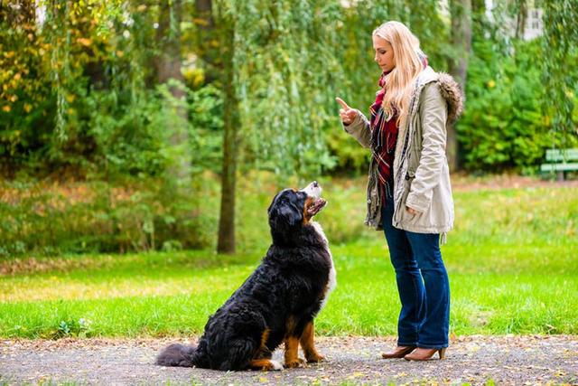 训犬师分享的5个养狗规则，不管对新手主人，还是老手主人都有用