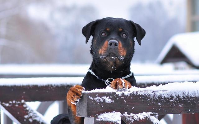 6种适合家庭的理想犬种，孩子的最佳伙伴！