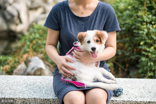 六种智商较高的小型犬，谁说只有大狗才聪明，小型犬可不会认输