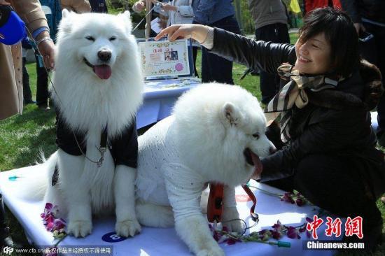 各地出台养犬政策受关注 其他国家都是怎么做的？