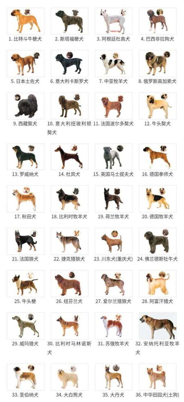 广州发布市区禁养犬名单，可别养错了