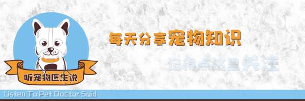 宠物狗夏天怎么养(狗狗如何度过炎热的夏天？主人这2个消暑方法，不要用在狗狗身上)