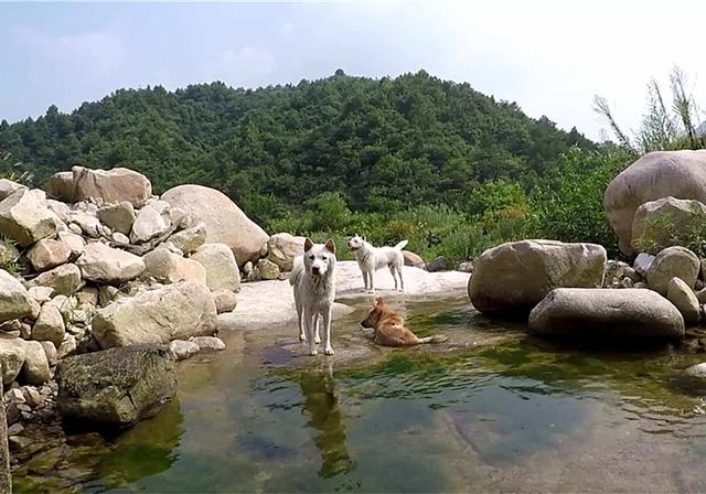 土狗并不老土，忠诚、适应能力很强，可是行走的历史活化石