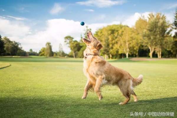 大量养狗应注意(汪家人注意啦若要开开心心养狗，请注意这几点，防祸防灾防破产)