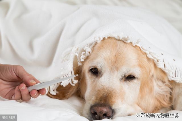 关于犬瘟热这种传染病，宠物医生想和主人谈谈它的危害和治疗方案