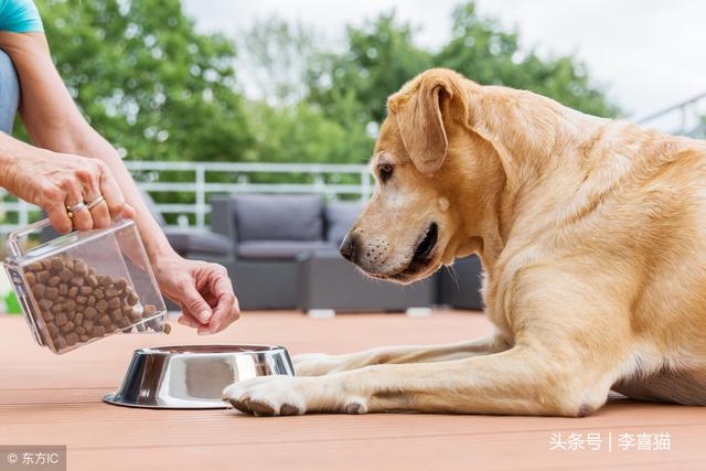 老年人养狗狗有助于促进身心健康，但让他们学会文明养犬同样重要